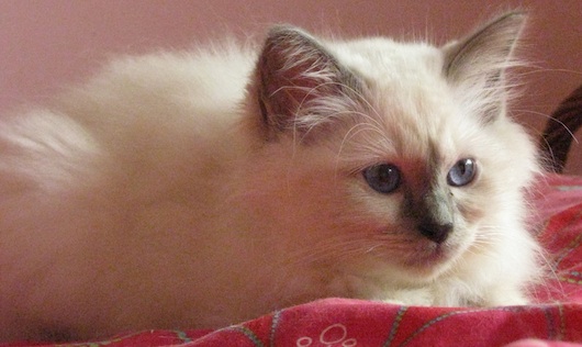 birman_kitten_8